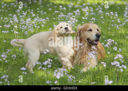 Deux Golden Retriever, jeunes et vieux, côte à côte Banque D'Images