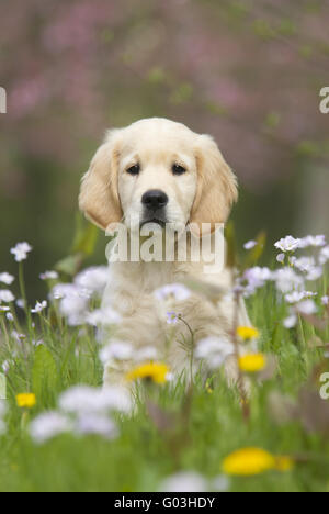 Chiot Golden Retriever parmi les fleurs de Coucou Banque D'Images