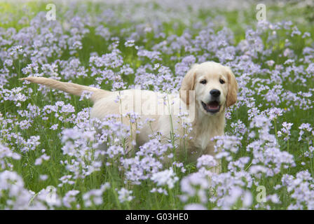 Chiot Golden Retriever parmi les fleurs de Coucou Banque D'Images