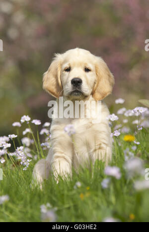 Chiot Golden Retriever parmi les fleurs de Coucou Banque D'Images