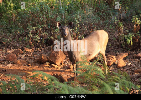 Cerfs sambar, K Gudi, B R Hills, Karnataka, Inde Banque D'Images