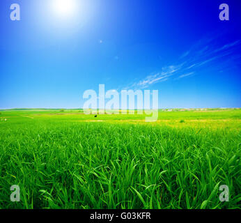 Paysage d'été en milieu rural. Pré Vert et ciel bleu clair Banque D'Images