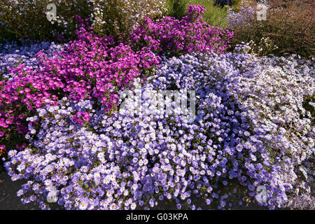 Aster ericoides dans autumnally en fleurs paysage Banque D'Images