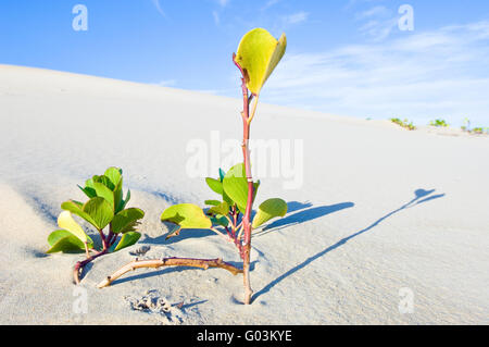 L'Ipomoea pes-caprae, également connu sous le bayhops beach, gloire du matin ou de chèvre, le pied est une vigne rampante pantropicale Banque D'Images