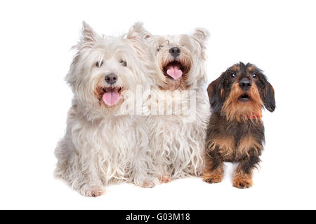 Deux West Highland White Terrier et un teckel poil fil Banque D'Images