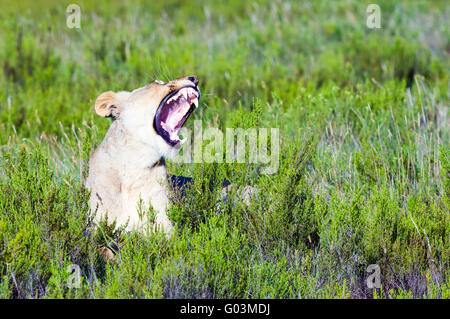 Une femme l'African Lion - Panthera leo - situé dans la région de fynbos Lalibela Game Reserve dans l'Eastern Cape, Afrique du Sud Banque D'Images