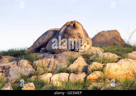 Une femme l'African Lion - Panthera leo - situé sur un éperon rocheux dans le Lalibela Game Reserve dans l'Eastern Cape, Afrique du Sud Banque D'Images