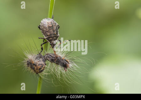 Picromerus bidens avec une chenille de la gypsy Banque D'Images