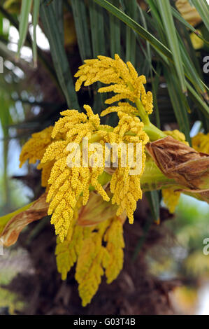 Panicules d'un palmier Chanvre, Tessin, Suisse Banque D'Images