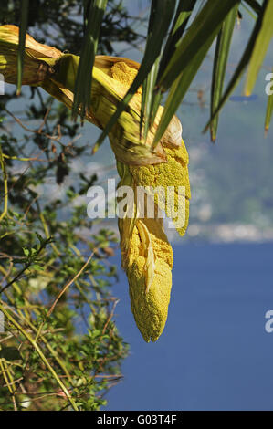 Panicules d'un palmier Chanvre au lac Lago Maggiore Banque D'Images