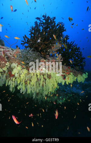 Farbenprächtiges Korallenriff Beautyful, Coral Reef Banque D'Images