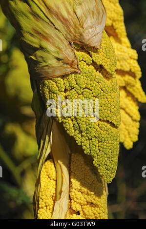 Panicules d'un palmier chanvre Banque D'Images