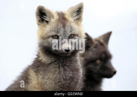 Red Fox Silberfuchs Phase d'argent Banque D'Images