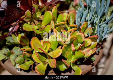 Diverses plantes succulentes poussant dans un pot Banque D'Images