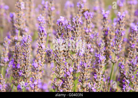 Gros plan lavendel Banque D'Images