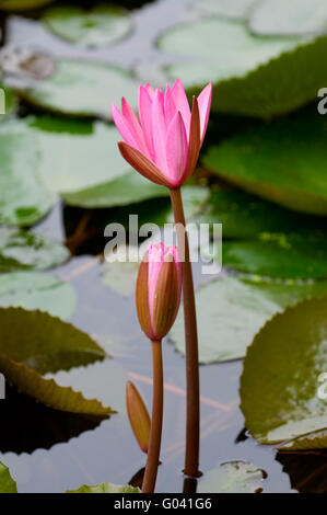 Le nénuphar rose et bud se pencher ensemble Banque D'Images