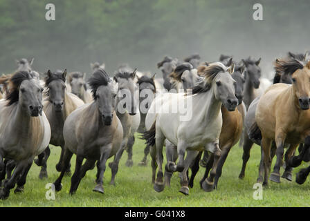 Harde sauvage de Duelmen poneys au galop, Allemagne Banque D'Images