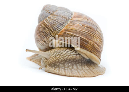 Helix pomatia. Gros escargot romain sur un fond blanc. Banque D'Images