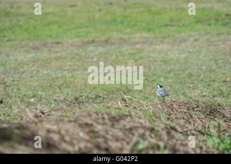 Bergeronnette grise marcher sur une jeune herbe verte au printemps Banque D'Images