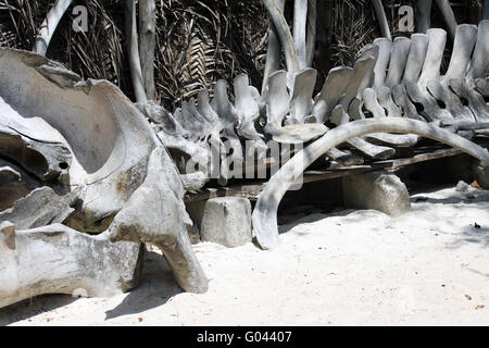 Os de baleine dans Zanzibar Banque D'Images