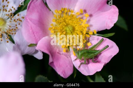 Katydid sur wild rose Banque D'Images