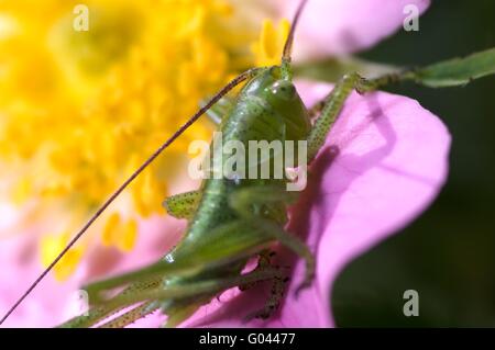 Katydid sur wild rose un matin de printemps à Laghetti Banque D'Images