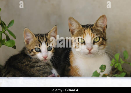 Chaton et chat mère,côte à côte,Cyclades Grèce Banque D'Images