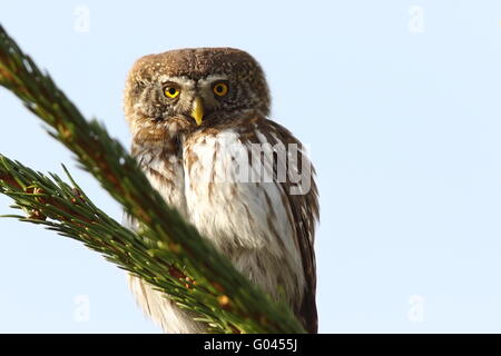 Chouette naine eurasien perché sur epicéa ( Glaucidium passerinum ) Banque D'Images