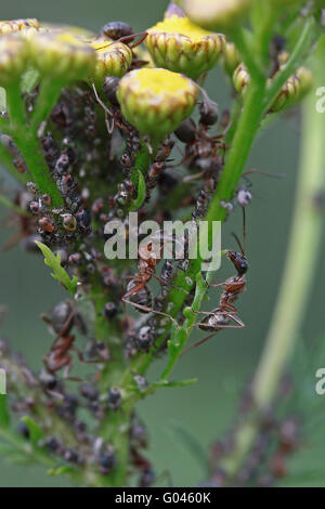 Traire les pucerons fourmis Banque D'Images