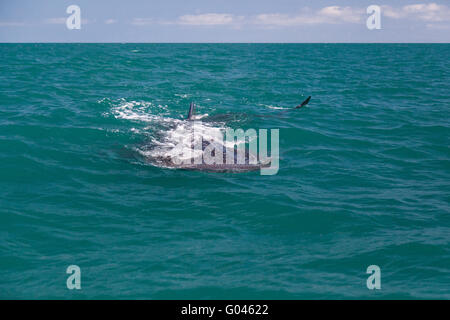 Whaleshark Banque D'Images