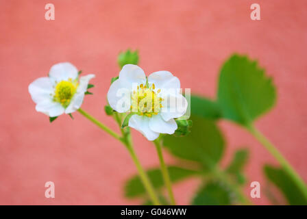 Fleur de fraisier Banque D'Images