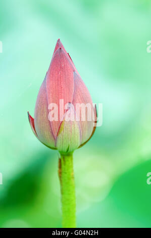 Close up of lotus bud avec fond vert Banque D'Images