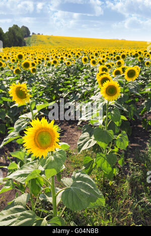 Tournesols lumineux mûres poussant sur une session de l'i Banque D'Images