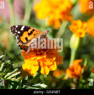 Un monarque, Danaus plexippus, l'un des plus connus de l'Australie les papillons exotiques assis sur un souci de couleur orange vif. Banque D'Images
