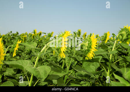 Tournesols lumineux mûres poussant sur une session de l'i Banque D'Images