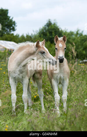 Deux chevaux Haflinger, poulains, côte à côte Banque D'Images