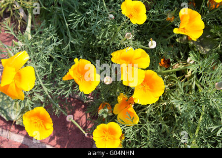 De superbes fleurs jaunes de buttercup (Eschscholzia californica Pavot de californie pavot d'or,, ) en pleine floraison d'or. Banque D'Images