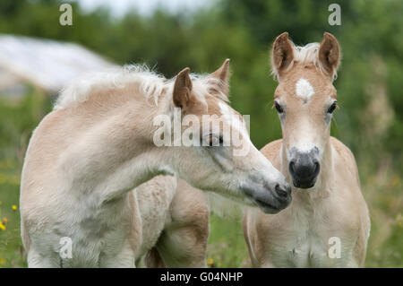 Deux chevaux Haflinger, poulains, côte à côte Banque D'Images