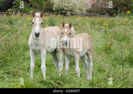 Deux chevaux Haflinger, poulains, côte à côte Banque D'Images