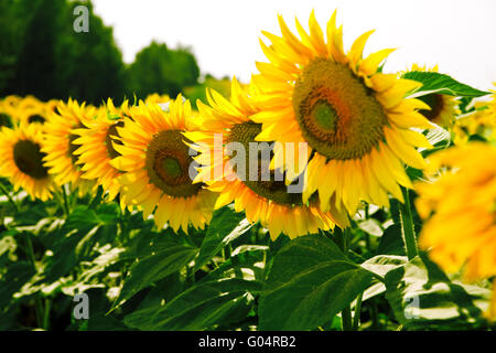 Tournesols lumineux mûres poussant sur une session de l'i Banque D'Images