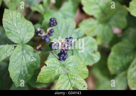 Dewberry européen (Rubus caesius) fruits. Banque D'Images