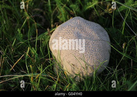 (Lycoperdon utriforme vesse-mosaïque) champignon. Banque D'Images