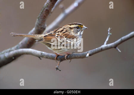 Bruant à gorge blanche - Zonotrichia albicollis - non reproducteurs adultes Banque D'Images