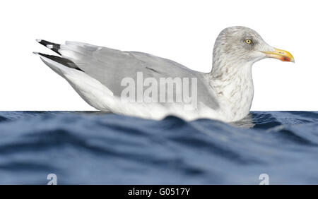 Goéland argenté - Larus argentatus - adultes hiver Banque D'Images