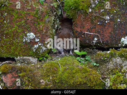 - Campagnol roussâtre Clethrionomys glareolus Banque D'Images