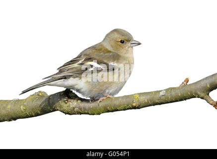 - Fringilla coelebs Chaffinch - femelle Banque D'Images