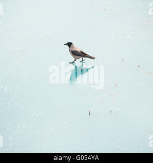 Crow marcher sur un lac gelé. Un oiseau solitaire de faire face à l'hiver à la recherche de nourriture sur la glace. Symbole de simplicité dans la nature et tr Banque D'Images