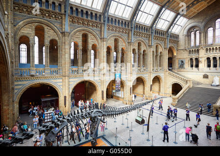 Musée d'histoire naturelle à l'intérieur et les touristes et squelette de dinosaure à Londres Banque D'Images