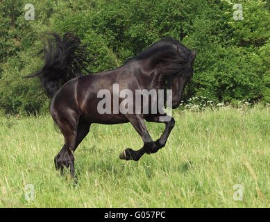 Cheval frison Banque D'Images