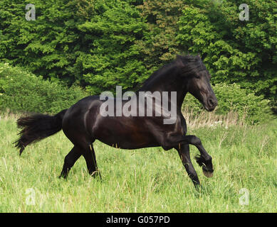 Cheval frison Banque D'Images